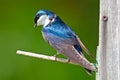 Tree Swallow