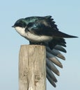 Tree Swallow Royalty Free Stock Photo