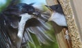 A tree swallow adult feeds an insect to a baby bird Royalty Free Stock Photo