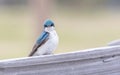 A Tree Swallow in Alaska Royalty Free Stock Photo