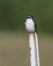 A Tree Swallow in Alaska Perched on a Metal Pole Royalty Free Stock Photo