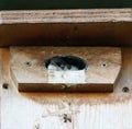 Tree swallow babies watching the outside world Royalty Free Stock Photo