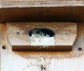 Tree swallow babies watching the outside world Royalty Free Stock Photo
