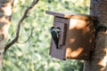 Tree Swallow Feeding Baby in Nest Box Royalty Free Stock Photo