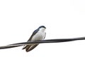 Tree Swallow Bird On Cable Line
