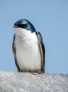 Tree Swallow Bird, Nature, Wildlife