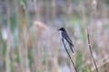 Tree Swallow bird on the reed branch Royalty Free Stock Photo