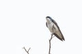 Tree swallow bird Royalty Free Stock Photo