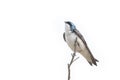 Tree swallow bird Royalty Free Stock Photo