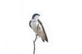 Tree swallow bird Royalty Free Stock Photo