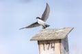 Tree swallow bird Royalty Free Stock Photo