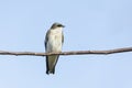 Tree swallow bird Royalty Free Stock Photo