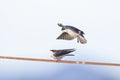 Tree swallow bird Royalty Free Stock Photo