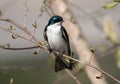 Tree Swallow bird Tachycineta bicolor