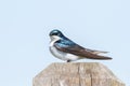 Tree swallow bird Royalty Free Stock Photo