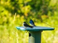 Tree Swallow birds sit on top of a nesting box in the prairie Royalty Free Stock Photo