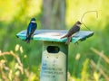 Tree Swallow birds sit on top of a nesting box in the prairie Royalty Free Stock Photo