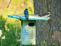 Tree Swallow birds sit on top of a nesting box in the prairie Royalty Free Stock Photo