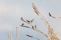 American tree swallow Royalty Free Stock Photo