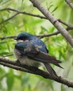 Tree Swallow Royalty Free Stock Photo