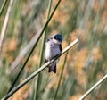 Tree swallow closeup blurred background Royalty Free Stock Photo