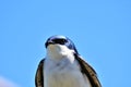 Tree swallow closeup Royalty Free Stock Photo