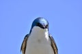 Tree swallow closeup Royalty Free Stock Photo