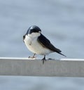 Tree Swallow Closeup Royalty Free Stock Photo