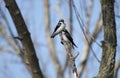Tree Swallow at Exner Wildlife Preserve in Illinois Royalty Free Stock Photo