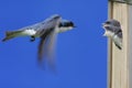 Tree Swallow Feeding Babies Royalty Free Stock Photo