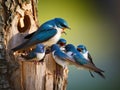 Tree Swallow Feeding Babies  Made With Generative AI illustration Royalty Free Stock Photo