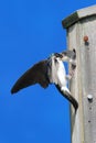 Tree Swallow Feeding Babies