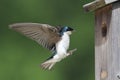 Tree Swallow Feeding Bringing Food To Nest Royalty Free Stock Photo