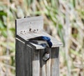 Tree Swallow Feeding Chick Royalty Free Stock Photo