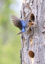 Tree swallow feeding her baby