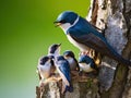 Tree Swallow feeding juveniles Royalty Free Stock Photo