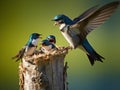 Tree Swallow feeding juveniles Royalty Free Stock Photo