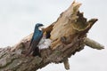 Tree Swallow feeds her babies in a dead tree branch, in a nest of feathers Royalty Free Stock Photo