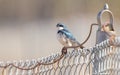 A Tree Swallow on a Fence in Alaska Royalty Free Stock Photo