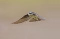 Tree Swallow in flight