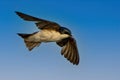 Tree Swallow in Flight Royalty Free Stock Photo