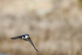 Tree Swallow in flight Royalty Free Stock Photo