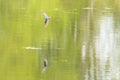 Tree Swallow in Flight