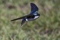 Tree Swallow flying around on Lake Kissimmee Royalty Free Stock Photo