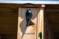 Tree swallow hanging on to the bird house.