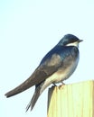 Tree Swallow (Iridoprocne bico