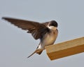 Tree Swallow(iridoprone bicolor) Royalty Free Stock Photo