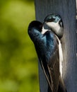 Tree Swallow(iridoprone bicolor) Royalty Free Stock Photo