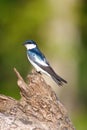 Tree Swallow on Log Royalty Free Stock Photo