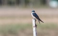 Tree Swallow in Alaska Royalty Free Stock Photo